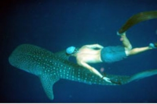  与鲸鲨一起浮潜